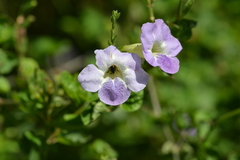 Megachile umbripennis