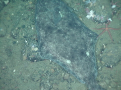 Hippoglossus stenolepis