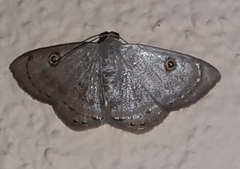 Argyrotome melae