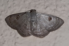 Argyrotome melae