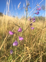 Vicia andicola