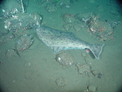 Hippoglossus stenolepis