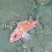 Rosethorn Rockfish - Photo (c) Jackson W.F. Chu, some rights reserved (CC BY-NC-SA)