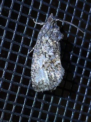Gymnandrosoma punctidiscanum