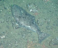 Hippoglossus stenolepis