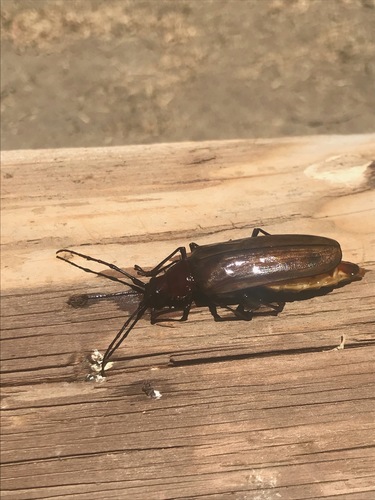 Trichocnemis pauper