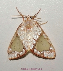 Azatrephes argyrotis