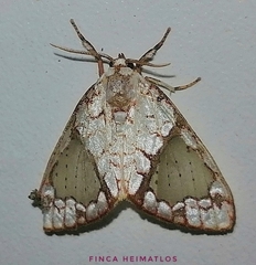 Azatrephes argyrotis