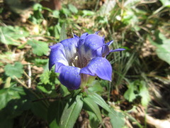 Gentiana scabra