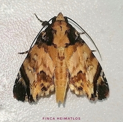 Drobeta