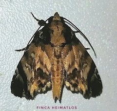 Drobeta