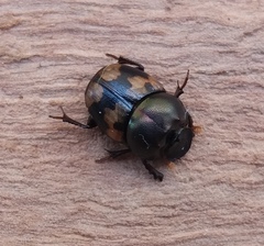 Onthophagus trituber