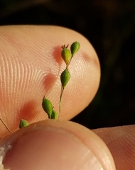 Kellochloa brachyantha