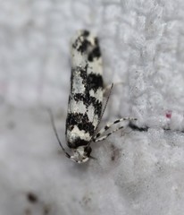 Lichenaula melanoleuca