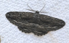 Scioglyptis canescaria