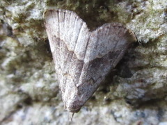 Schrankia separatalis