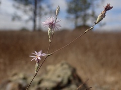 Lessingia arachnoidea