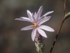 Lessingia arachnoidea