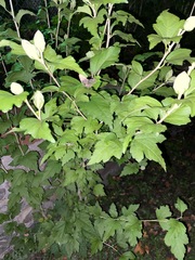 Hibiscus syriacus