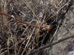 Lessingia arachnoidea