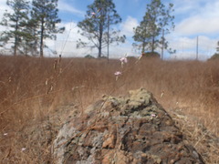 Lessingia arachnoidea