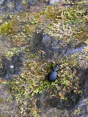 Scaphinotus angusticollis