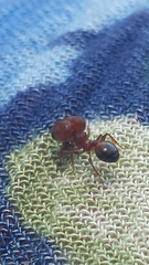 Pheidole bos