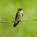Southern Rough-winged Swallow - Photo (c) paul_pina, some rights reserved (CC BY-NC)