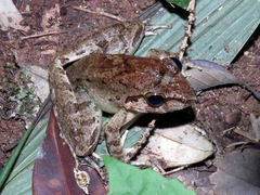 Limnonectes leporinus