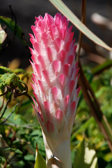 Quesnelia quesneliana