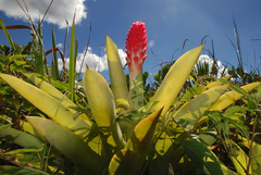 Quesnelia quesneliana