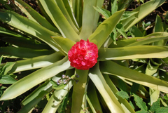 Quesnelia quesneliana