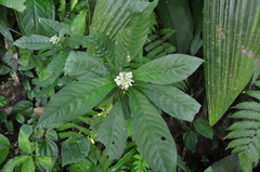 Palicourea hebeclada