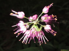 Allium thunbergii