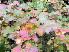 Physocarpus malvaceus