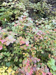 Physocarpus malvaceus