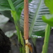 Rhodospatha moritziana - Photo (c) ramon_d, μερικά δικαιώματα διατηρούνται (CC BY-NC), uploaded by ramon_d