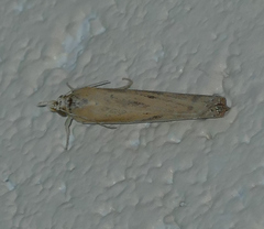 Fissicrambus profanellus