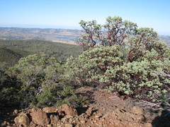 Arctostaphylos viscida pulchella