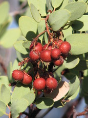 Arctostaphylos viscida pulchella