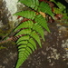 Dryopteris fructuosa - Photo (c) Jacy Chen,  זכויות יוצרים חלקיות (CC BY), הועלה על ידי Jacy Chen