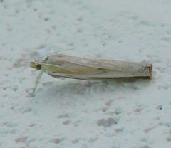 Fissicrambus profanellus