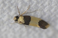 Telecrates laetiorella