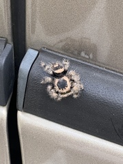 Phidippus otiosus