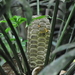 Zamia elegantissima - Photo (c) ramon_d, some rights reserved (CC BY-NC), uploaded by ramon_d