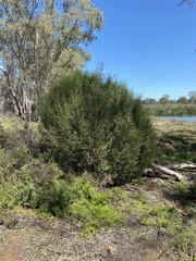 Geijera linearifolia