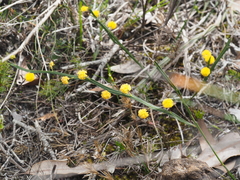 Alatae