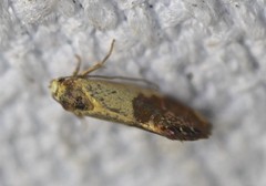 Eupselia beltera
