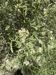 Geijera linearifolia