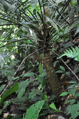 Zamia elegantissima